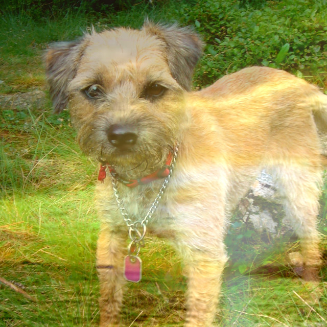 "COCO" by Rudolf Reinbacher - £15.00 "COCO" stock image