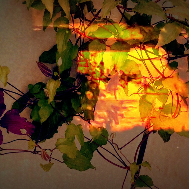 "Golden Clematis" by Rudolf Reinbacher - £15.00 "Golden Clematis" stock image