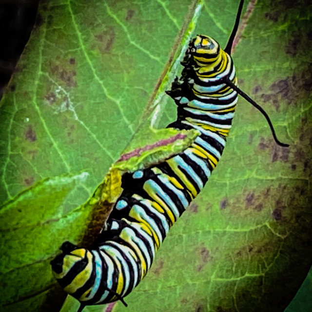 "Caterpillar on a leaf" stock image