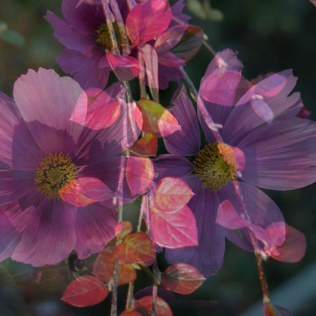 "Autumn flower" stock image