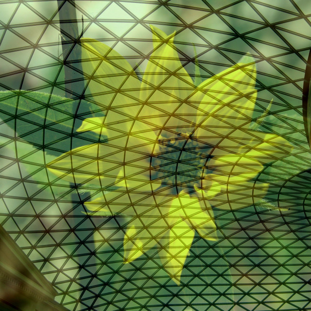 "Glass roof flower" by Rudolf Reinbacher - £15.00 "Glass roof flower" stock image