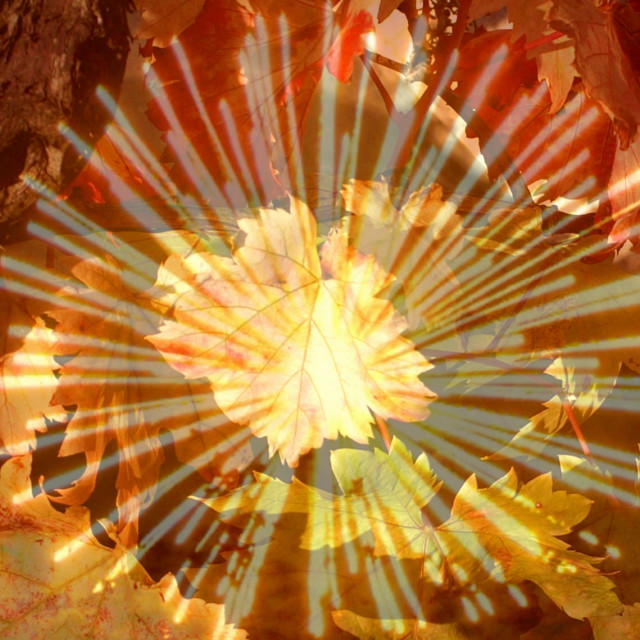 "Autumn explosion" by Rudolf Reinbacher - £18.00 "Autumn explosion" stock image