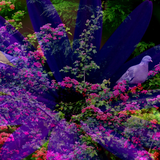 "Pigeon tree" by Rudolf Reinbacher - £15.00 "Pigeon tree" stock image