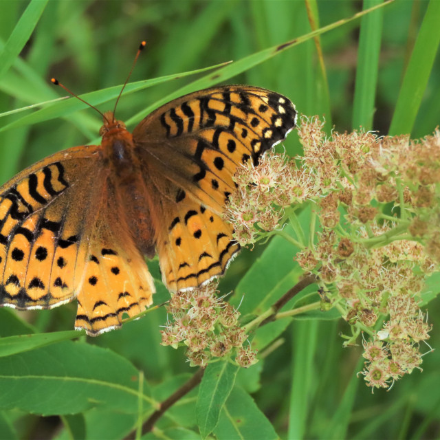 "Great Spangled Fritillary butterfly" stock image