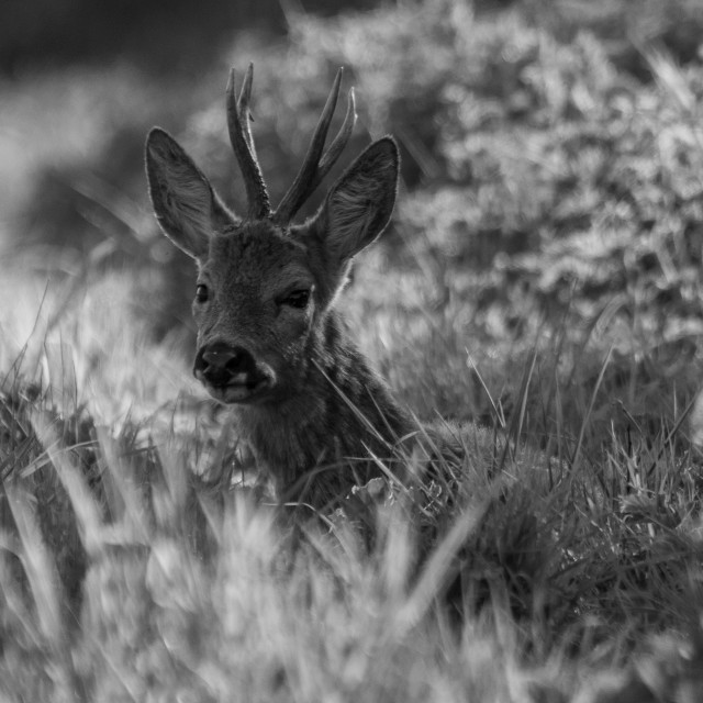 "Black and White Dorset Roe Deer" by Dorset Rural Photography - £10.00 "Black and White Dorset Roe Deer" stock image
