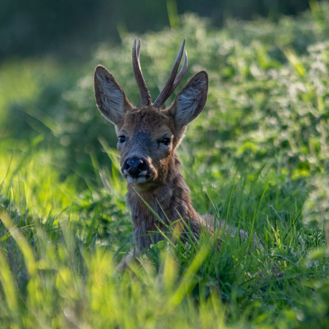 "Dorset Roe Deer" by Dorset Rural Photography - £10.00 "Dorset Roe Deer" stock image