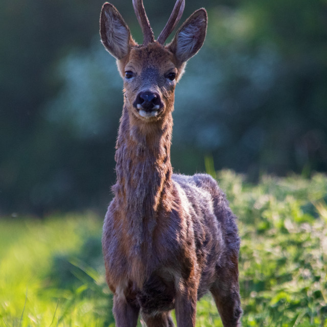"Malting Dorset Roe Deer" by Dorset Rural Photography - £10.00 "Malting Dorset Roe Deer" stock image