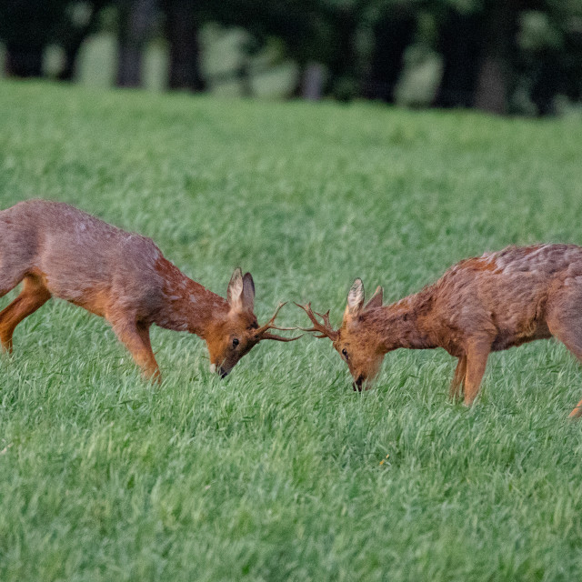 "Rutting Roe Deer" by Dorset Rural Photography - £10.00 "Rutting Roe Deer" stock image