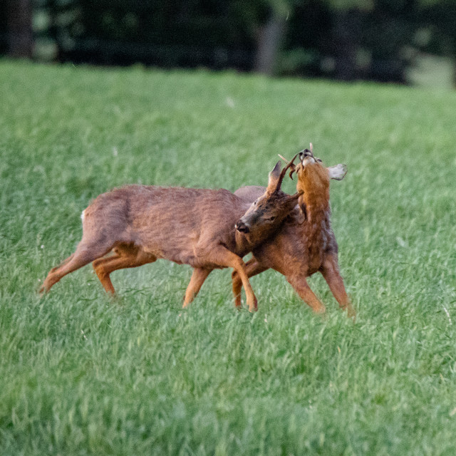 "Rutting Roe Deer" by Dorset Rural Photography - £10.00 "Rutting Roe Deer" stock image