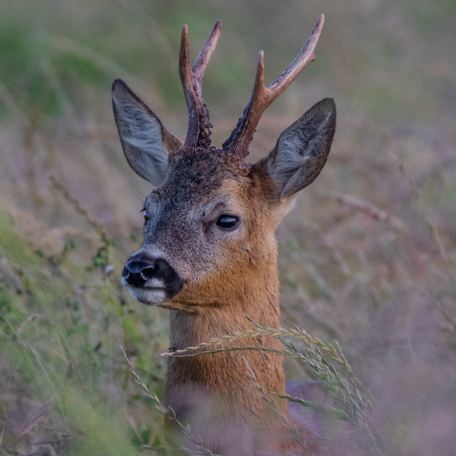 "Dorset Roe Deer Head Shot" by Dorset Rural Photography - £10.00 "Dorset Roe Deer Head Shot" stock image