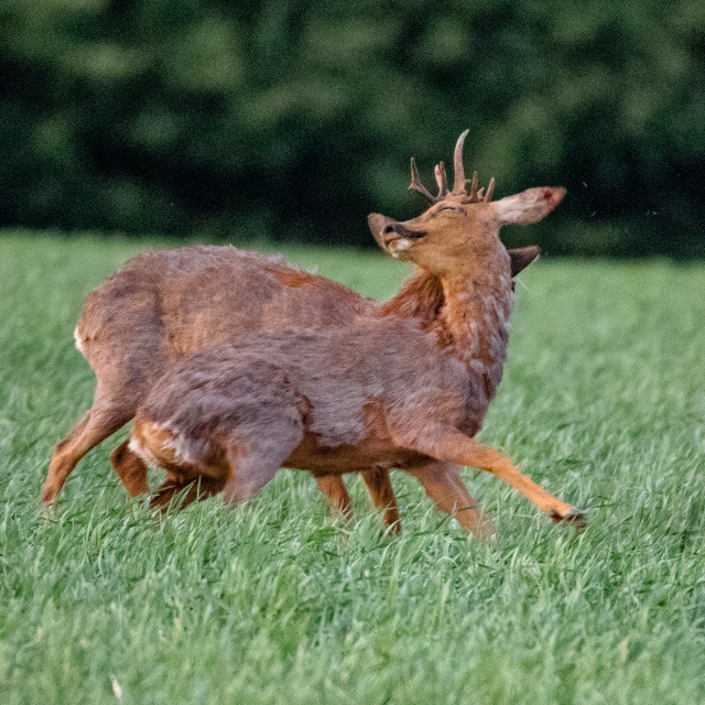 "Rutting Roe Deer" by Dorset Rural Photography - £10.00 "Rutting Roe Deer" stock image