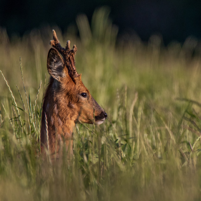 "Roe Deer Head Shot" by Dorset Rural Photography - £10.00 "Roe Deer Head Shot" stock image