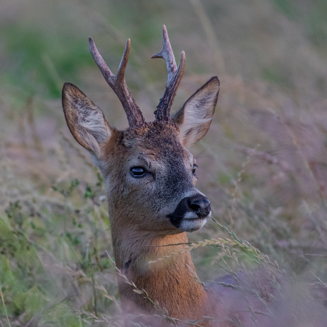 "Dorset Roe Deer Head Shot" by Dorset Rural Photography - £10.00 "Dorset Roe Deer Head Shot" stock image