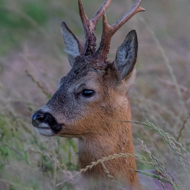 "Dorset Roe Deer Head Shot" by Dorset Rural Photography - £10.00 "Dorset Roe Deer Head Shot" stock image