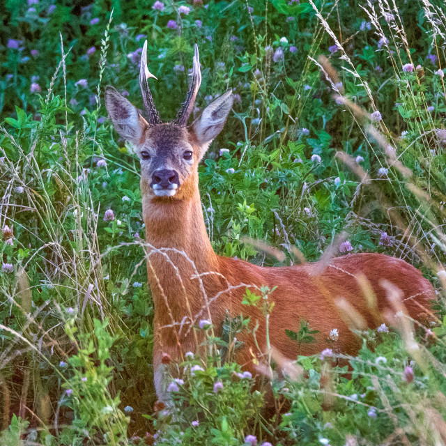 "Dorset Roe Deer" by Dorset Rural Photography - £10.00 "Dorset Roe Deer" stock image
