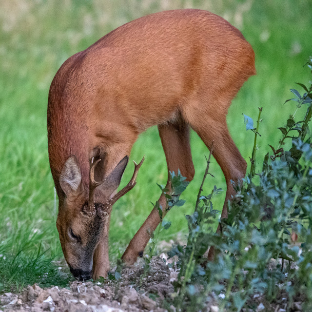 "Grazing Roe Deer" by Dorset Rural Photography - £10.00 "Grazing Roe Deer" stock image