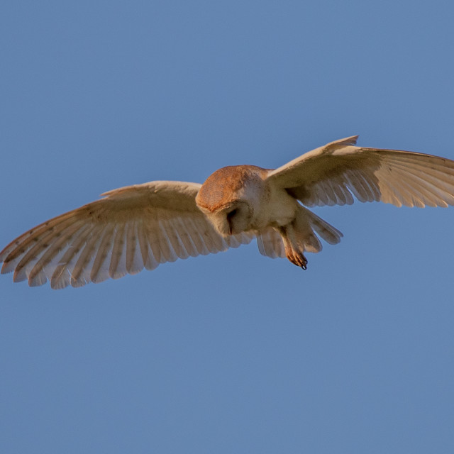 "Dorset Barn Owl in the Hover" by Dorset Rural Photography - £10.00 "Dorset Barn Owl in the Hover" stock image