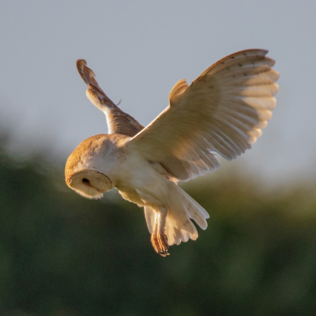 "Dorset Barn Owl in the Hover" by Dorset Rural Photography - £10.00 "Dorset Barn Owl in the Hover" stock image