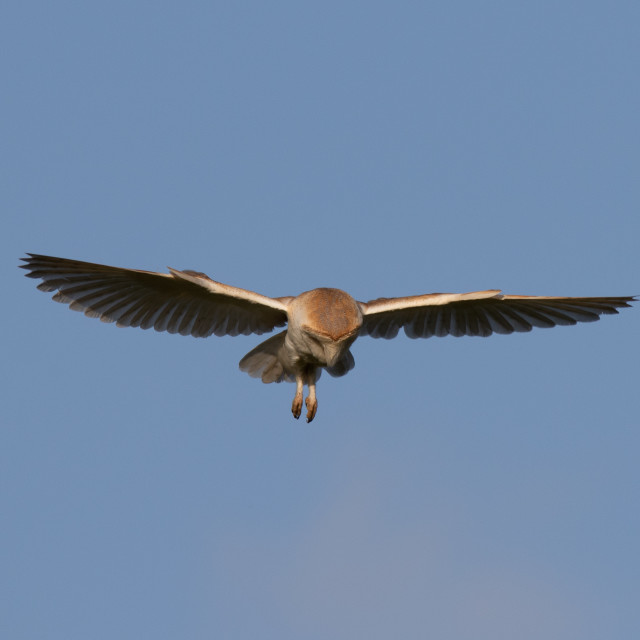 "Dorset Barn Owl in the Hover" by Dorset Rural Photography - £10.00 "Dorset Barn Owl in the Hover" stock image