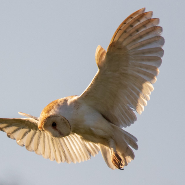 "Dorset Barn Owl in the Hover" by Dorset Rural Photography - £10.00 "Dorset Barn Owl in the Hover" stock image