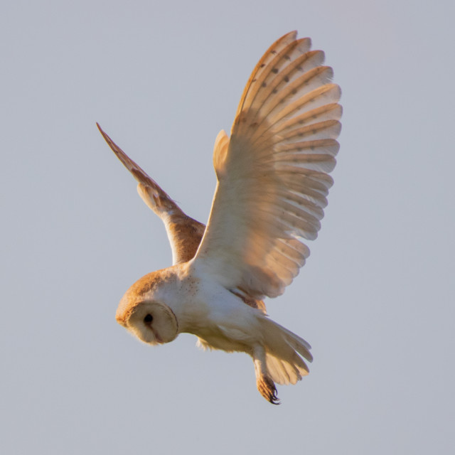 "Dorset Barn Owl in the Hover" by Dorset Rural Photography - £10.00 "Dorset Barn Owl in the Hover" stock image