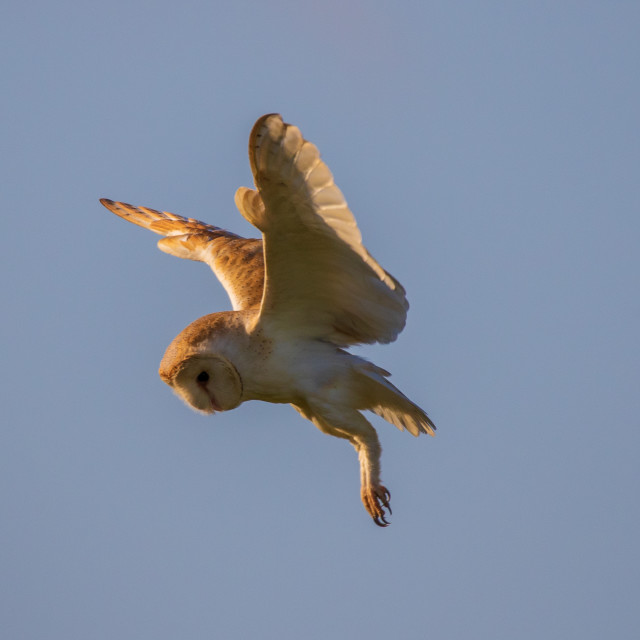 "Dorset Barn Owl in the Hover" by Dorset Rural Photography - £10.00 "Dorset Barn Owl in the Hover" stock image