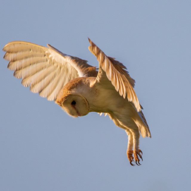"Dorset Barn Owl in the Hover" by Dorset Rural Photography - £10.00 "Dorset Barn Owl in the Hover" stock image