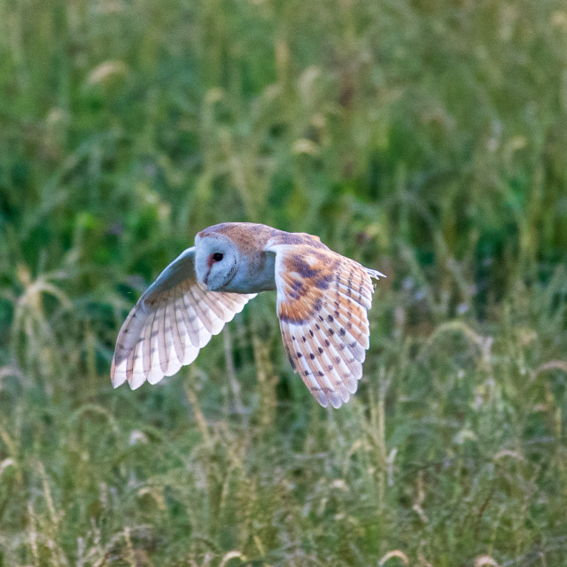 "Dorset Barn Owl in Flight" by Dorset Rural Photography - £10.00 "Dorset Barn Owl in Flight" stock image