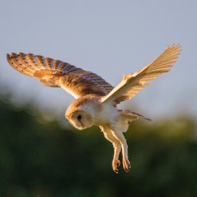 "Dorset Barn Owl in the Hover" by Dorset Rural Photography - £10.00 "Dorset Barn Owl in the Hover" stock image