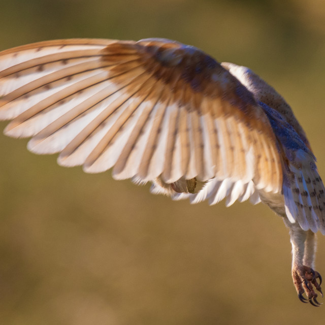 "Dorset Barn Owl in the Hover side shot" by Dorset Rural Photography - £10.00 "Dorset Barn Owl in the Hover side shot" stock image