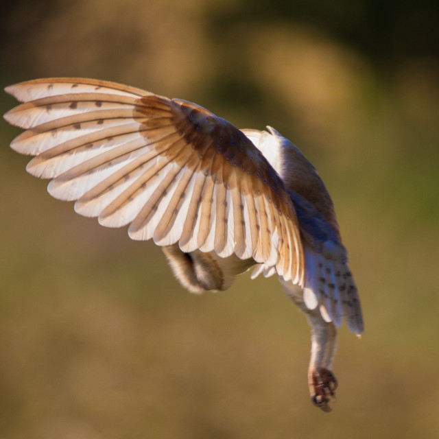 "Dorset Barn Owl in the Hover side shot" by Dorset Rural Photography - £10.00 "Dorset Barn Owl in the Hover side shot" stock image