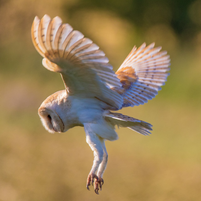 "Dorset Barn Owl in the Hover side shot" by Dorset Rural Photography - £10.00 "Dorset Barn Owl in the Hover side shot" stock image