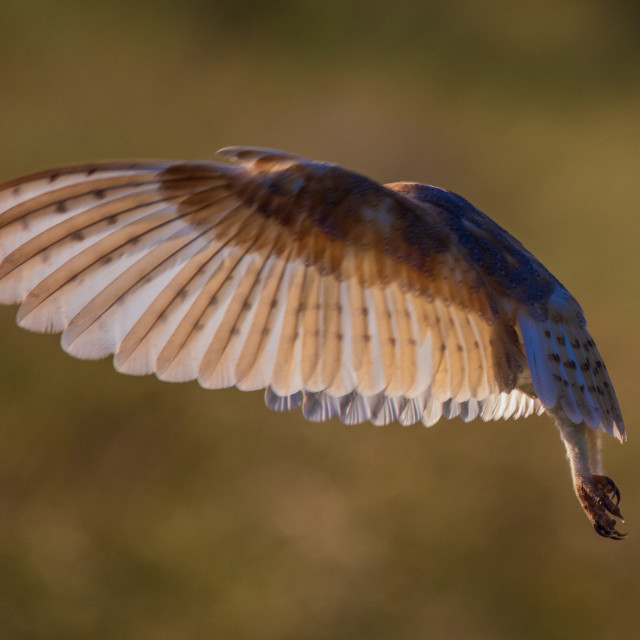 "Dorset Barn Owl in the Hover side shot" by Dorset Rural Photography - £10.00 "Dorset Barn Owl in the Hover side shot" stock image
