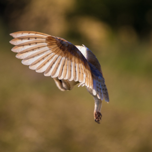 "Dorset Barn Owl in the Hover side shot" by Dorset Rural Photography - £10.00 "Dorset Barn Owl in the Hover side shot" stock image