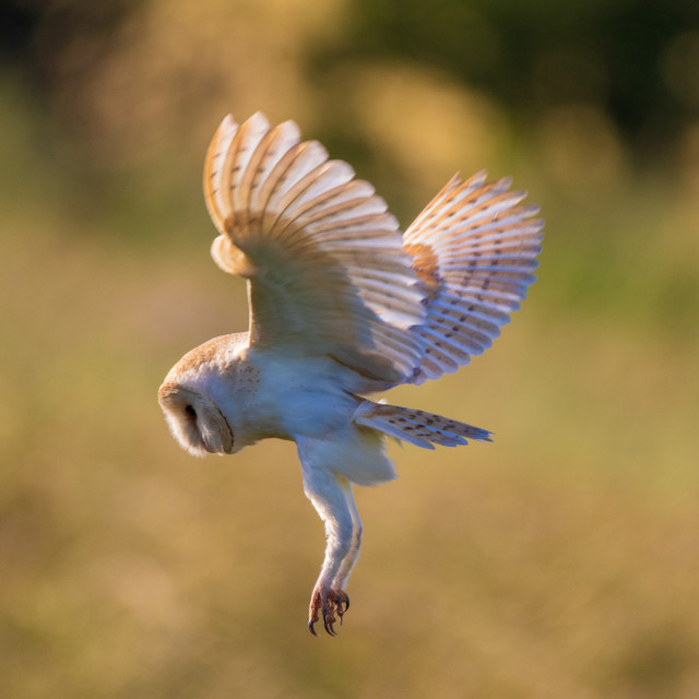 "Dorset Barn Owl in the Hover side shot" by Dorset Rural Photography - £10.00 "Dorset Barn Owl in the Hover side shot" stock image