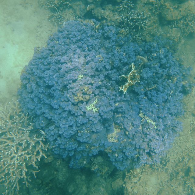 "BLUE CORAL" stock image