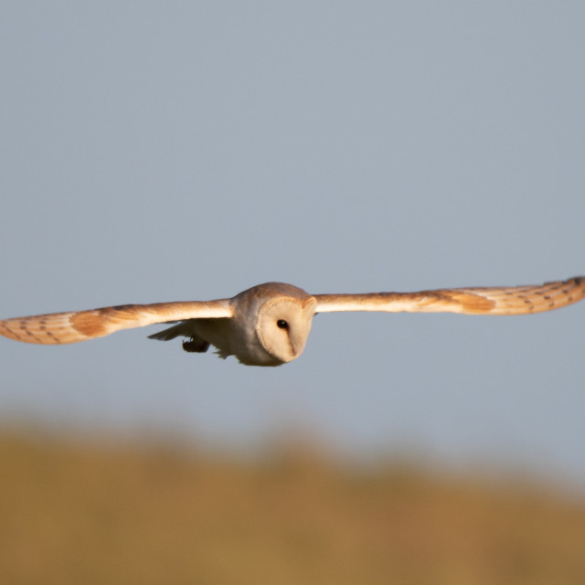 "Dorset Barn Owl in Flight" by Dorset Rural Photography - £10.00 "Dorset Barn Owl in Flight" stock image