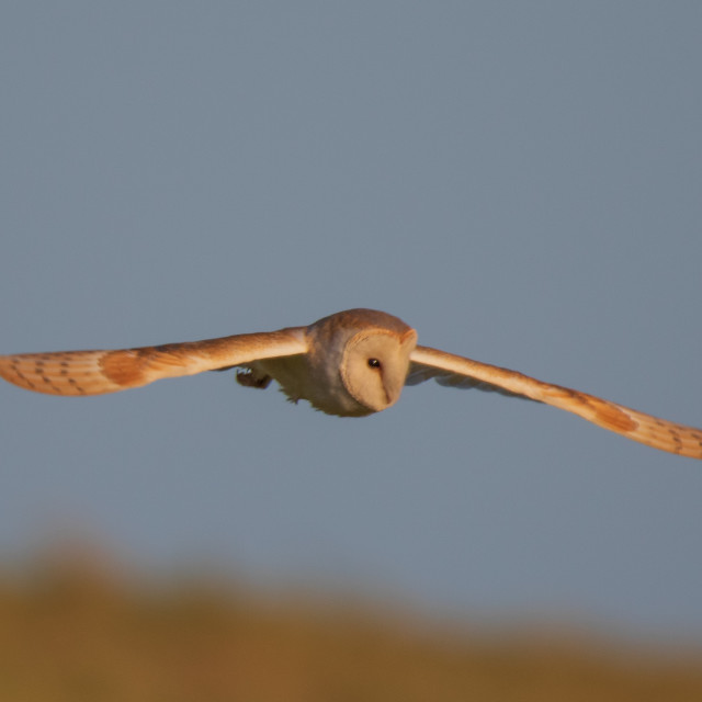 "Dorset Barn Owl in Flight" by Dorset Rural Photography - £10.00 "Dorset Barn Owl in Flight" stock image