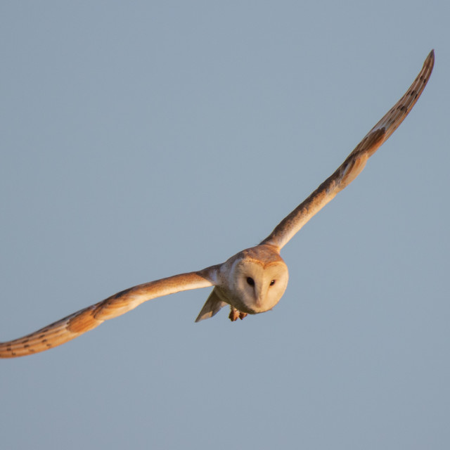 "Dorset Barn Owl in Flight" by Dorset Rural Photography - £10.00 "Dorset Barn Owl in Flight" stock image