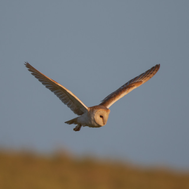 "Dorset Barn Owl in Flight" by Dorset Rural Photography - £10.00 "Dorset Barn Owl in Flight" stock image