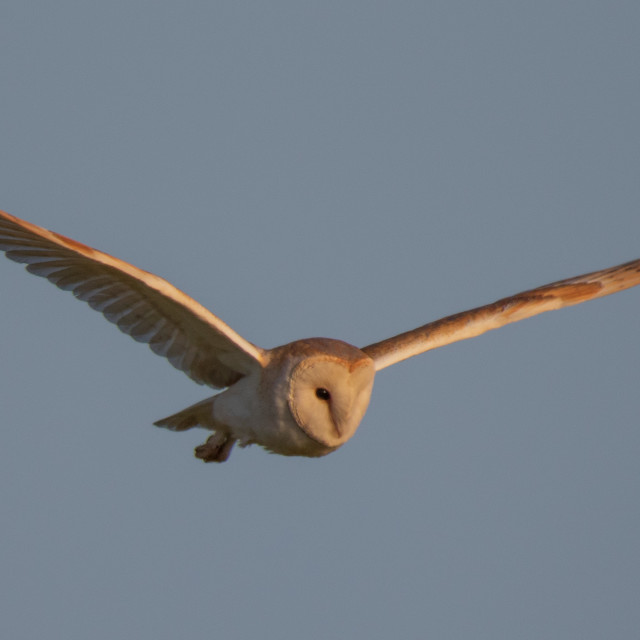 "Dorset Barn Owl in Flight" by Dorset Rural Photography - £10.00 "Dorset Barn Owl in Flight" stock image