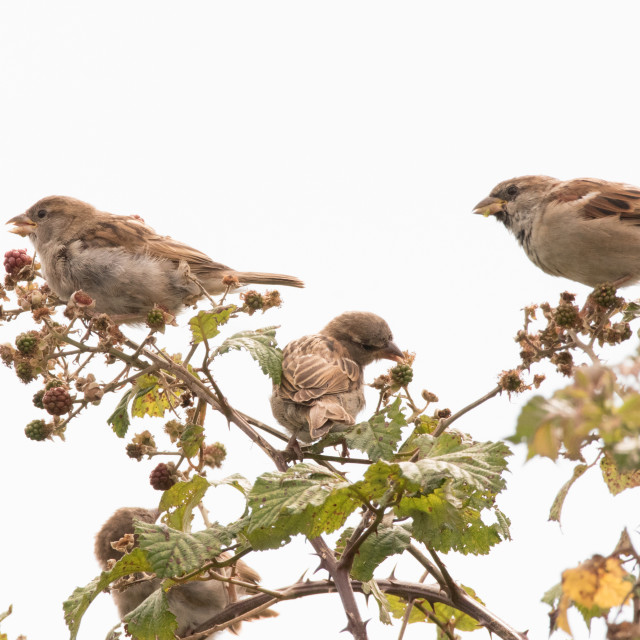 "House sparrows picking blackberries" stock image