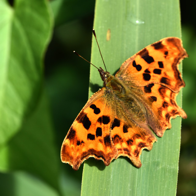 "Comma #1" by Len Howell - $12.28 "Comma #1" stock image