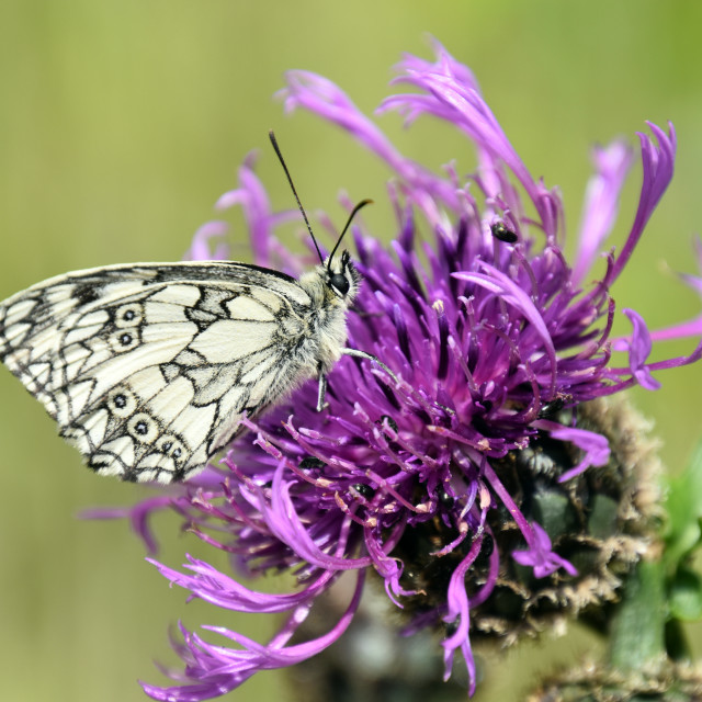 "Marbled White #1" stock image