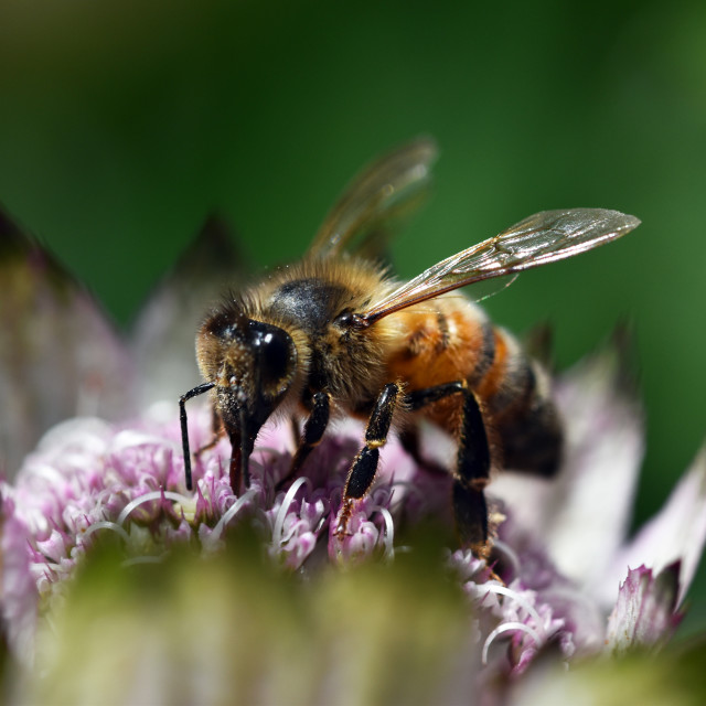 "Honey Bee #1" by Len Howell - $12.20 "Honey Bee #1" stock image