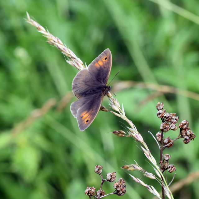 "Meadow Brown #1" by Len Howell - $12.20 "Meadow Brown #1" stock image