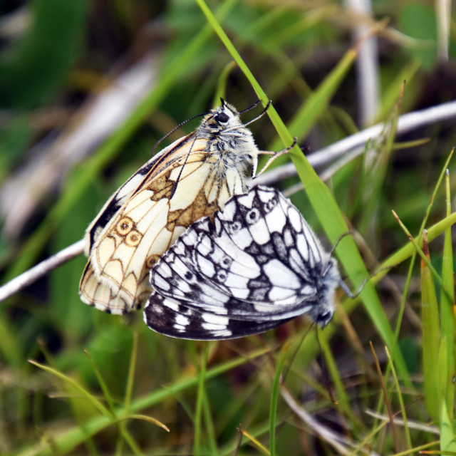 "Marbled Whites, mating" by Len Howell - $12.20 "Marbled Whites, mating" stock image