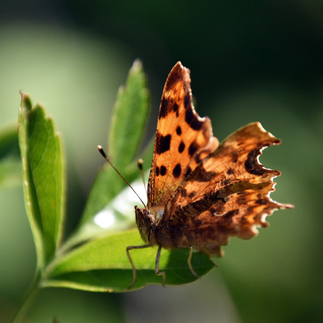 "Comma #2" by Len Howell - $18.30 "Comma #2" stock image