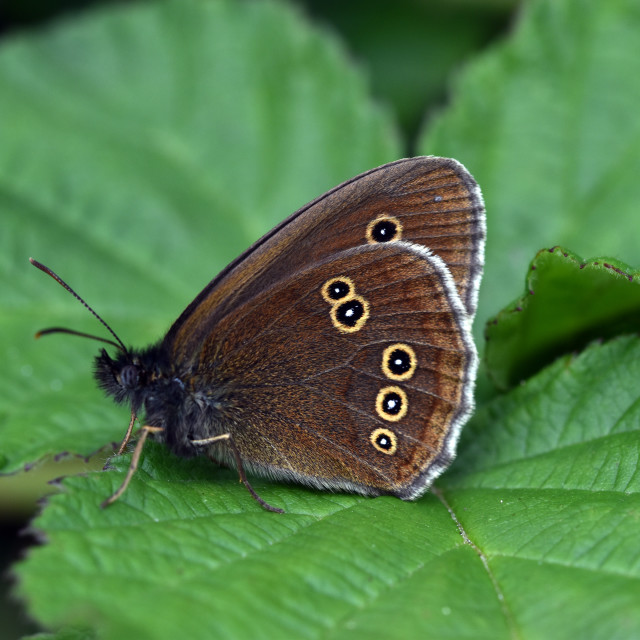 "Ringlet #1" stock image