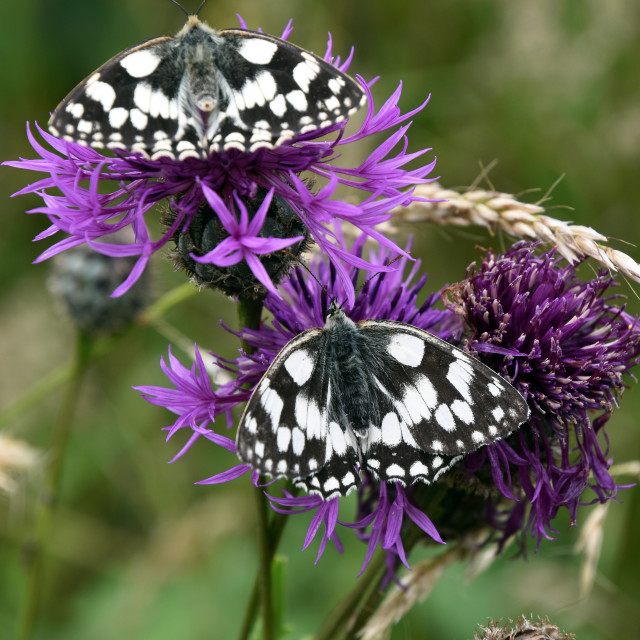 "Marbled Whites #2" stock image